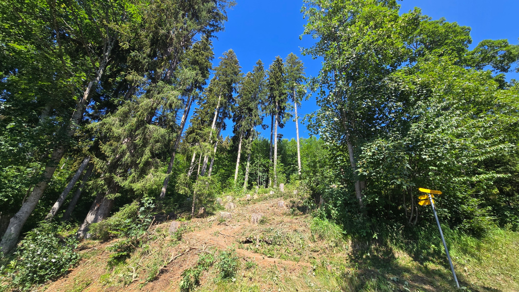 Chantier après coupe des arbres secs