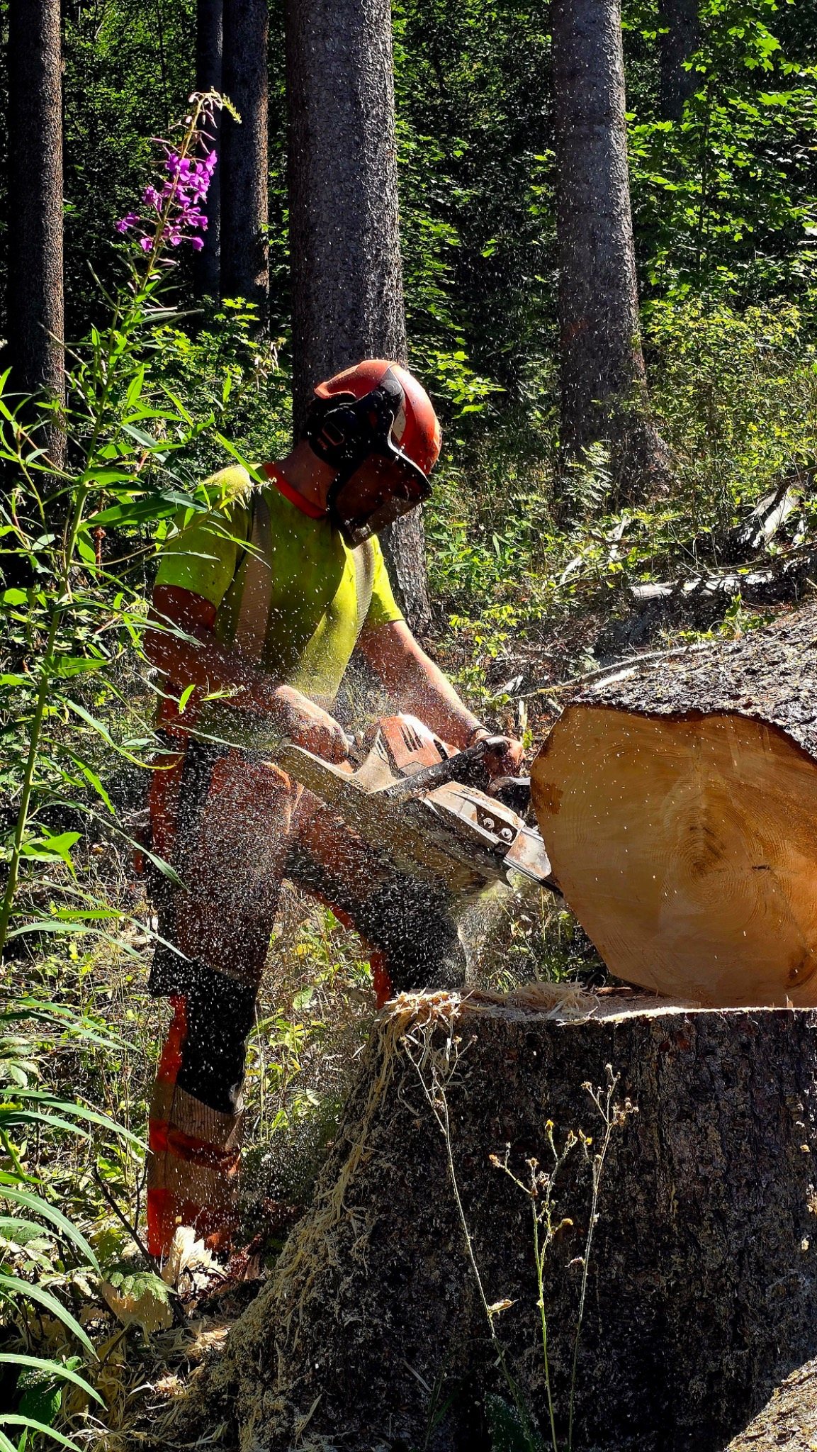 Welte transportant une grume sur route